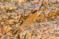 Enchanted Rock ~ 2013-06-13