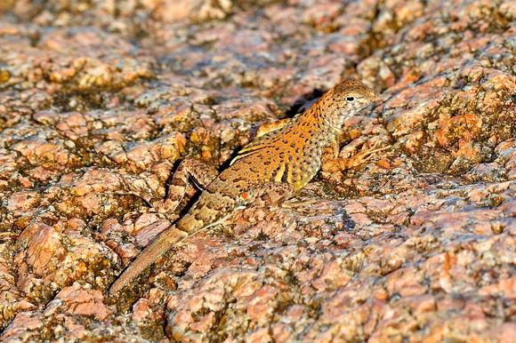 Greater earless lizard (male)