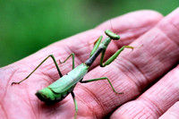 Carolina mantis