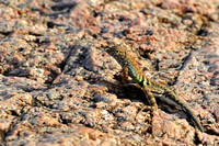 Greater earless lizard (male)