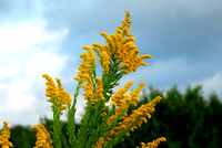 Prairie goldenrod