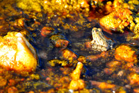 Rio Grande leopard frog