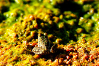 Rio Grande leopard frog