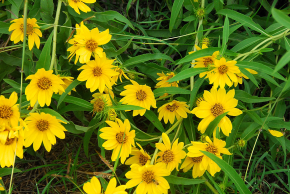 Maximilian sunflower