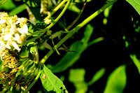 Zilker Botanical Garden