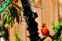 Northern cardinal