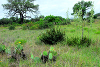 Prickly pear, agarita, yucca