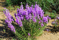 Gayfeather, Blazing star