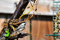 Carolina chickadee