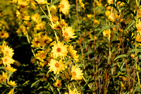 Lower Colorado River Nature Park