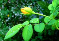 Yellow Rose of Texas