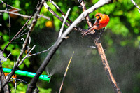 Northern cardinal's delight