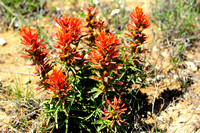 Plains paintbrush