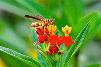 Paper wasp