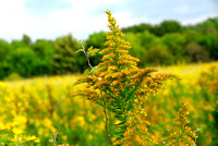 Prairie goldenrod