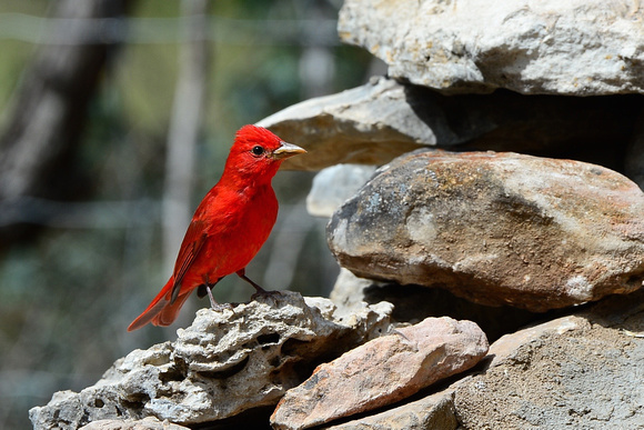 Summer Tanager