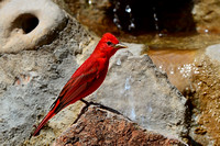 Summer Tanager