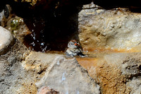 Field Sparrow