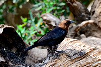 Brown-headed Cowbird