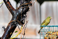 Painted bunting (female)