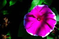 Imomoea nil Cornell