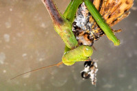 Carolina mantis dines on Skipper