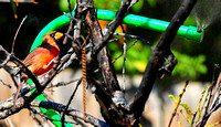 Northern cardinal - - shower time