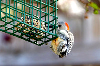 Red-bellied woodpecker