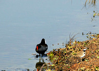 Common Moorhen with Killdeer