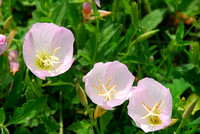 Pink Primrose 3