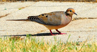 Mourning dove