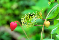 Scarlet leatherflower seedpod