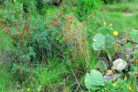 Agarita, Prickly pear