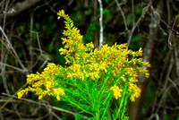 Prairie goldenrod