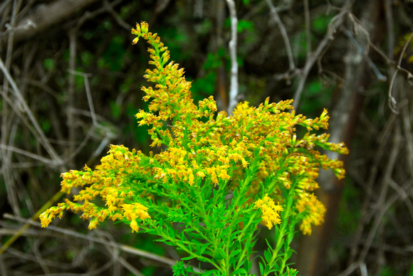 Prairie goldenrod