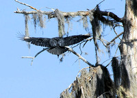 Black Vulture final approach