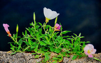 Pink Primrose in Concrete