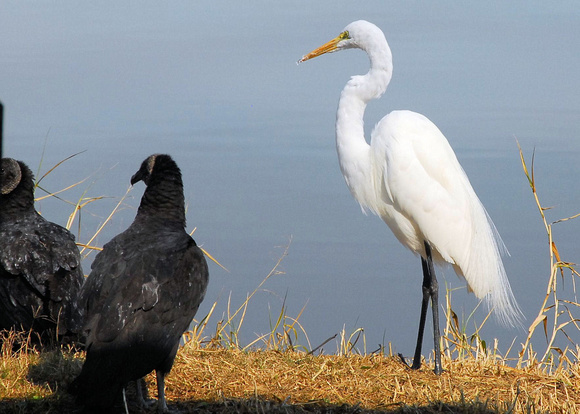 Great Egret with Black Vultures