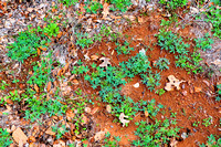 Texas bluebonnet plants