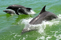 Dolphins