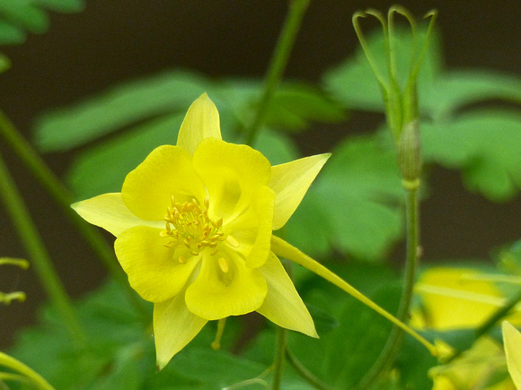 Wild columbine