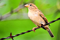 House sparrow (female)