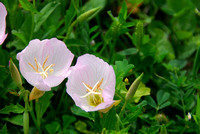 Pink Primrose 2