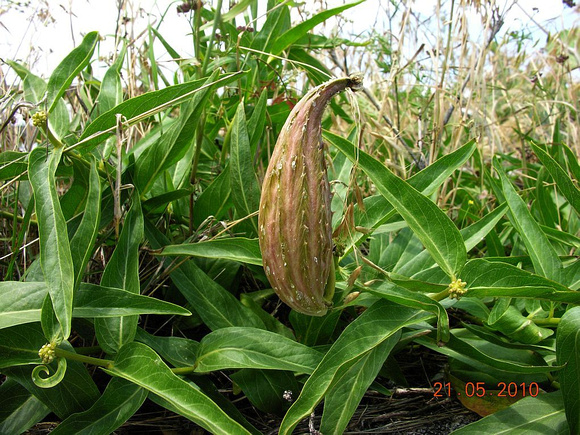 Antelope horn milkweed