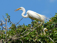 Great egret with young amidst Cattle egrets