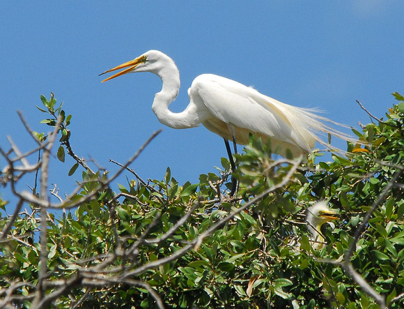 Great egret with young amidst Cattle egrets