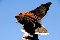 Harris's Hawk 9