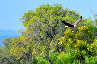 Returning to nest from down-river