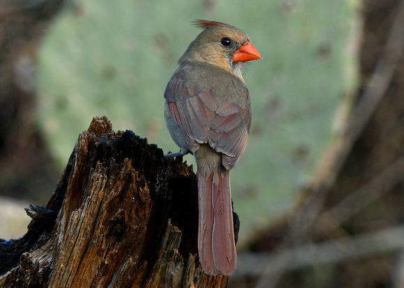 Northern cardinal