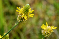 Dalea aurea